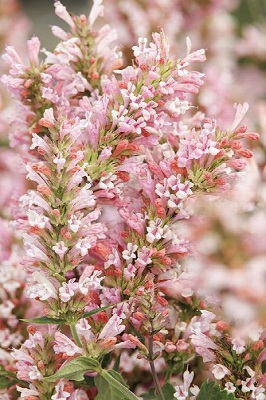 AGASTACHE Pink Pearl